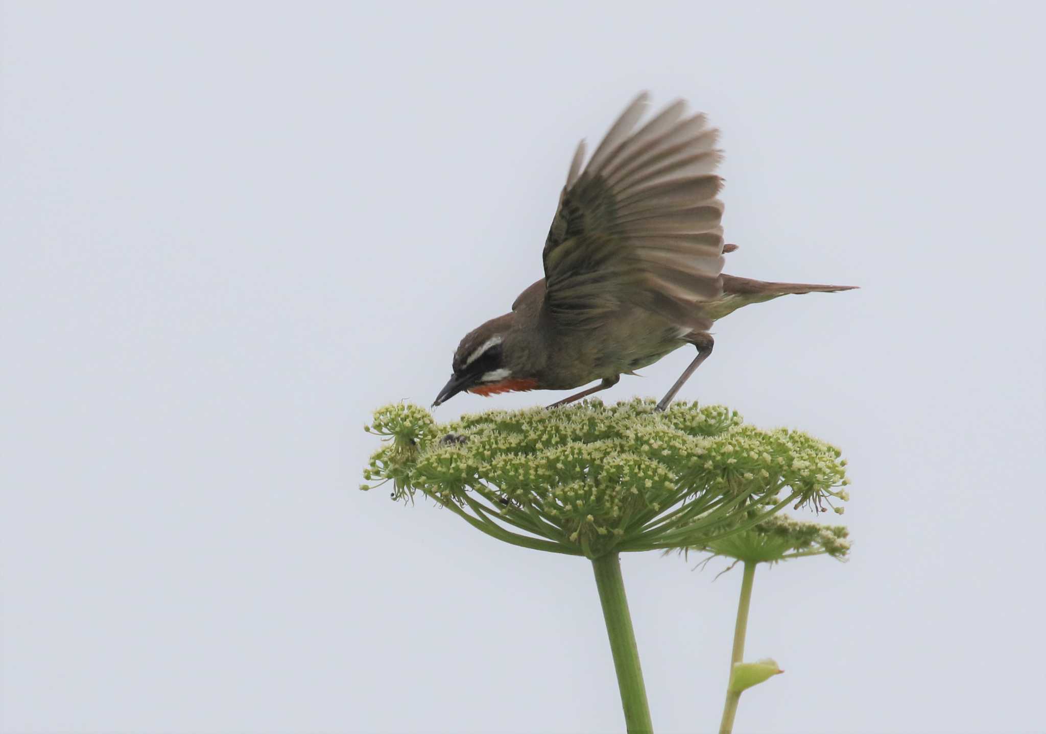 Photo of Siberian Rubythroat at 北海道 by SuperGlover