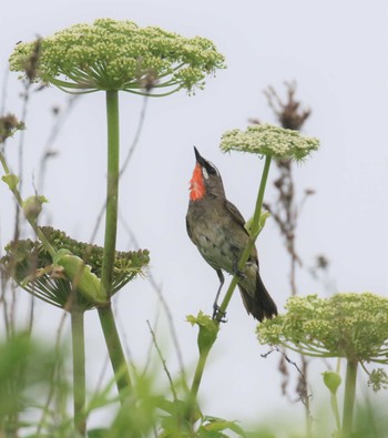 Siberian Rubythroat 北海道 Wed, 6/27/2018