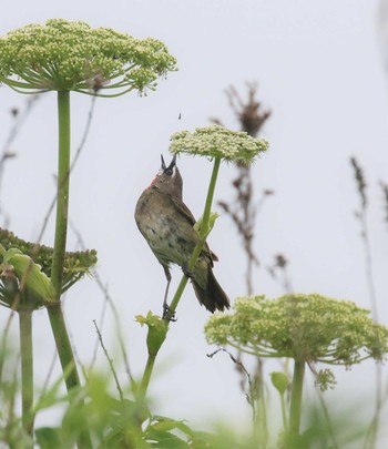 Siberian Rubythroat 北海道 Wed, 6/27/2018