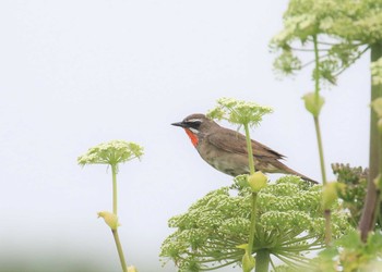 Siberian Rubythroat 北海道 Wed, 6/27/2018