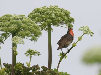 Siberian Rubythroat 北海道 Wed, 6/27/2018