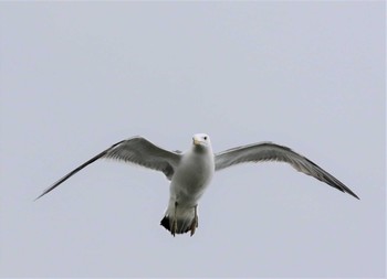 Black-tailed Gull 北海道 Wed, 6/27/2018