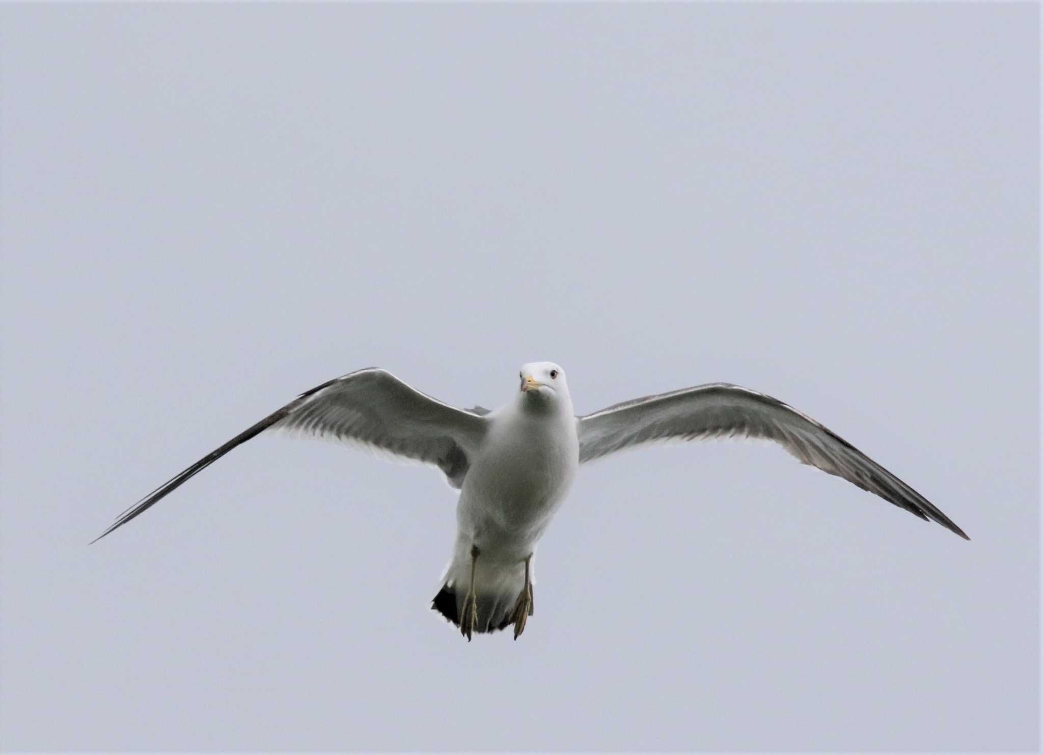 Photo of Black-tailed Gull at 北海道 by SuperGlover