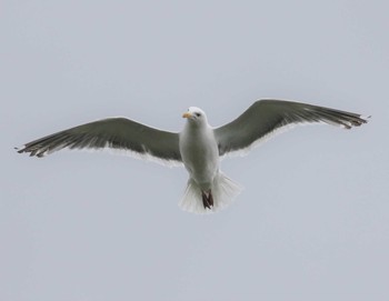 Black-tailed Gull 北海道 Wed, 6/27/2018