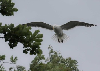 Black-tailed Gull 北海道 Wed, 6/27/2018