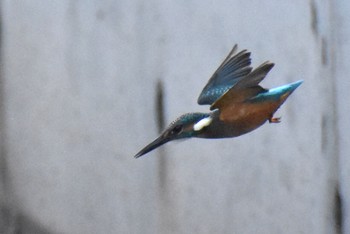 カワセミ 須崎調整池 2021年6月14日(月)