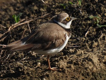 Little Ringed Plover 横須賀 Thu, 6/17/2021