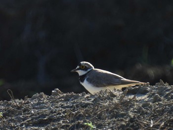 Little Ringed Plover 横須賀 Thu, 6/17/2021