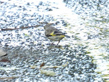 Grey-capped Greenfinch 横須賀 Thu, 6/17/2021