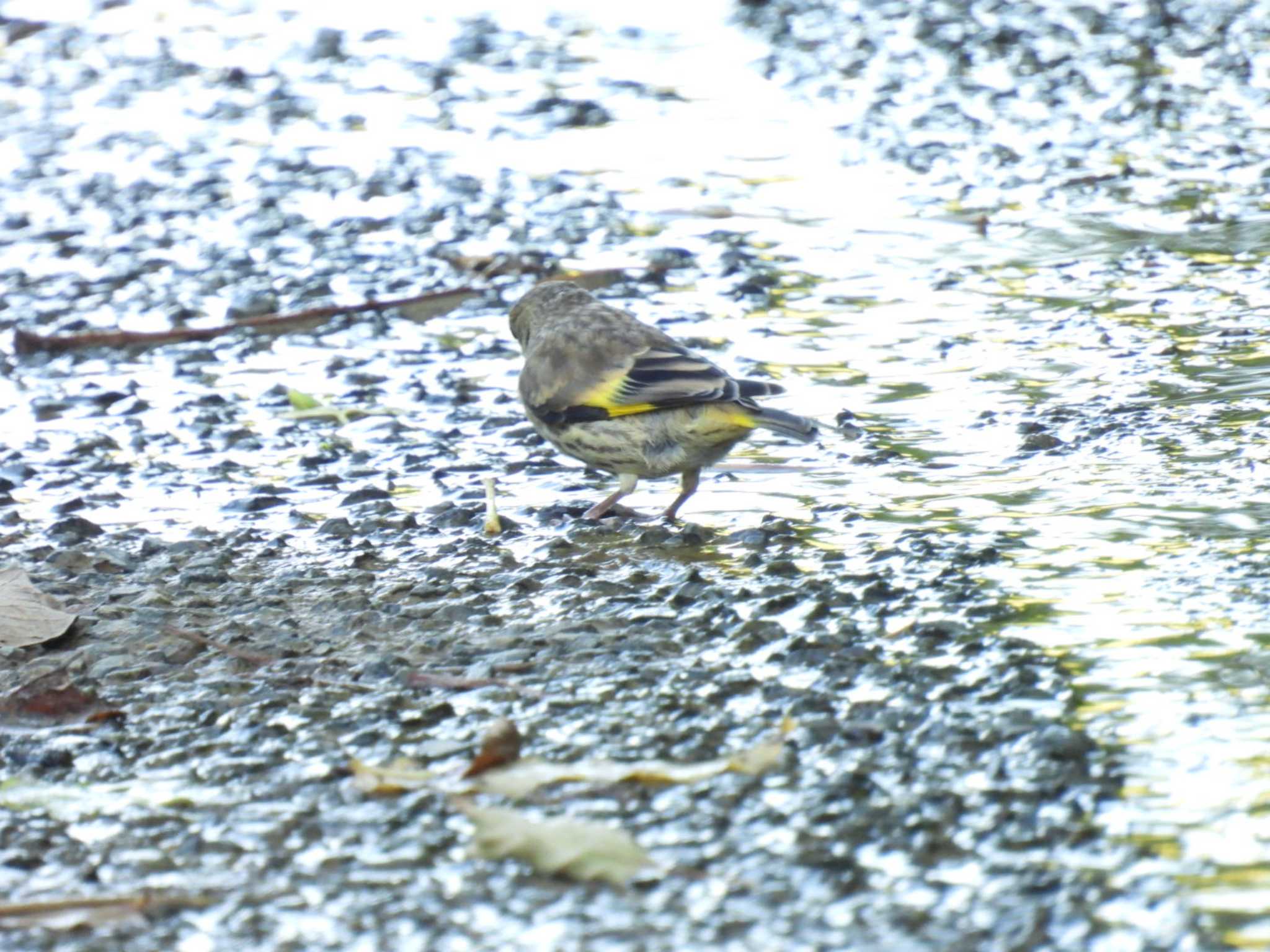 Grey-capped Greenfinch