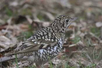 トラツグミ 滋賀県近江富士花緑公園 2017年3月19日(日)