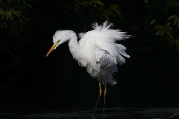 Great Egret 狭山市 Sat, 1/16/2021