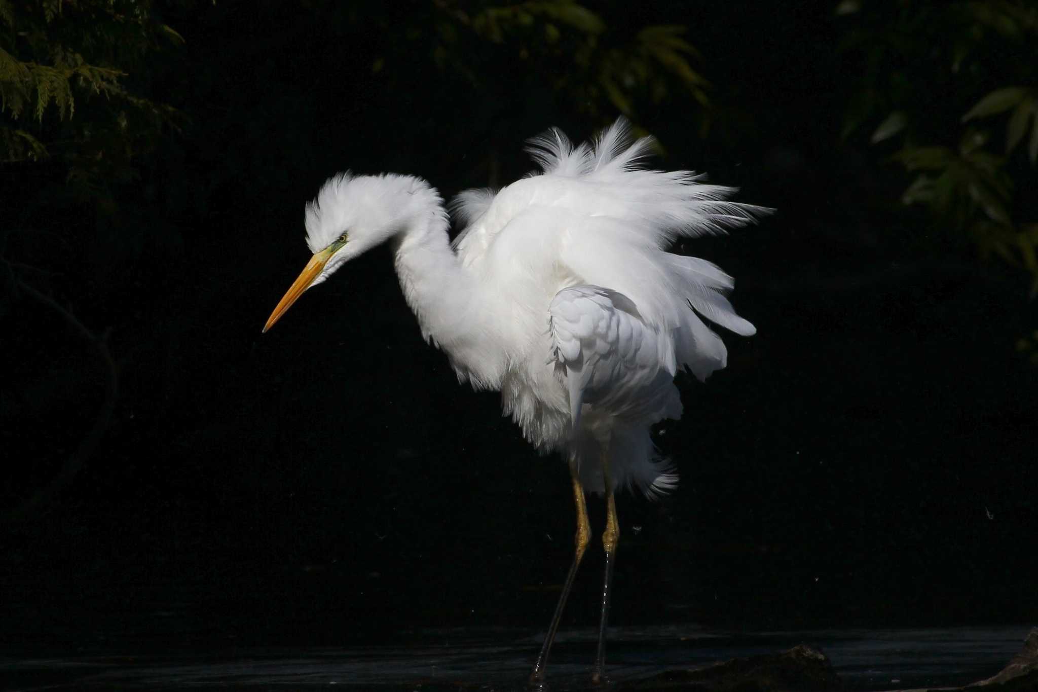 Photo of Great Egret at 狭山市 by ピースケ