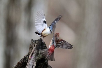 ゴジュウカラ 埼玉県民の森 2018年3月7日(水)