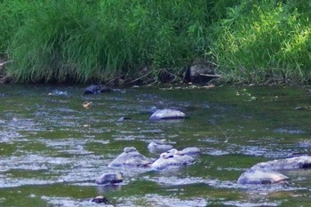 カワセミ 福井緑地(札幌市西区) 2021年6月17日(木)