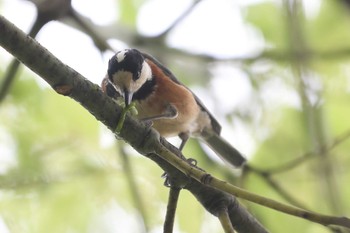 Varied Tit 相楽園 Sat, 5/15/2021