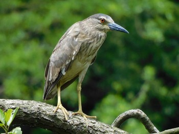 Black-crowned Night Heron 井頭公園 Thu, 6/17/2021