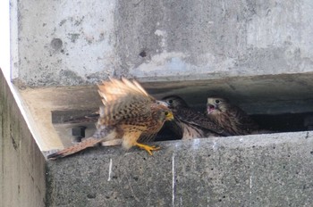 チョウゲンボウ 奈良県葛城市 2021年6月17日(木)