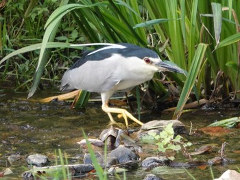 2018年8月1日(水) 定光寺公園の野鳥観察記録