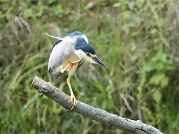 ゴイサギ 定光寺公園 2018年7月3日(火)