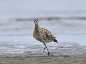 チュウシャクシギ ふなばし三番瀬海浜公園 2021年5月12日(水)