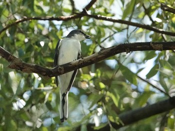 サンショウクイ 定光寺公園 2018年8月27日(月)