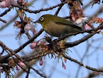 Warbling White-eye Shakujii Park Mon, 3/20/2017