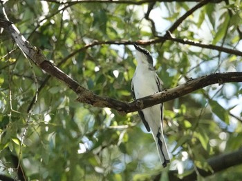 サンショウクイ 定光寺公園 2018年8月27日(月)