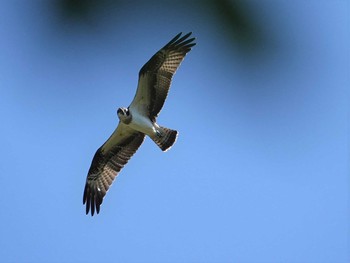 2018年7月23日(月) 定光寺公園の野鳥観察記録