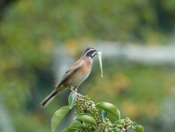 2018年7月30日(月) 定光寺公園の野鳥観察記録