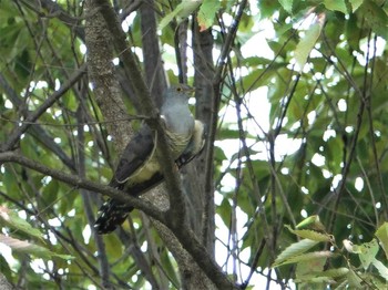 2018年9月3日(月) 定光寺公園の野鳥観察記録