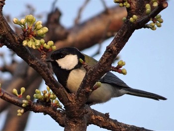 Japanese Tit Shakujii Park Mon, 3/20/2017