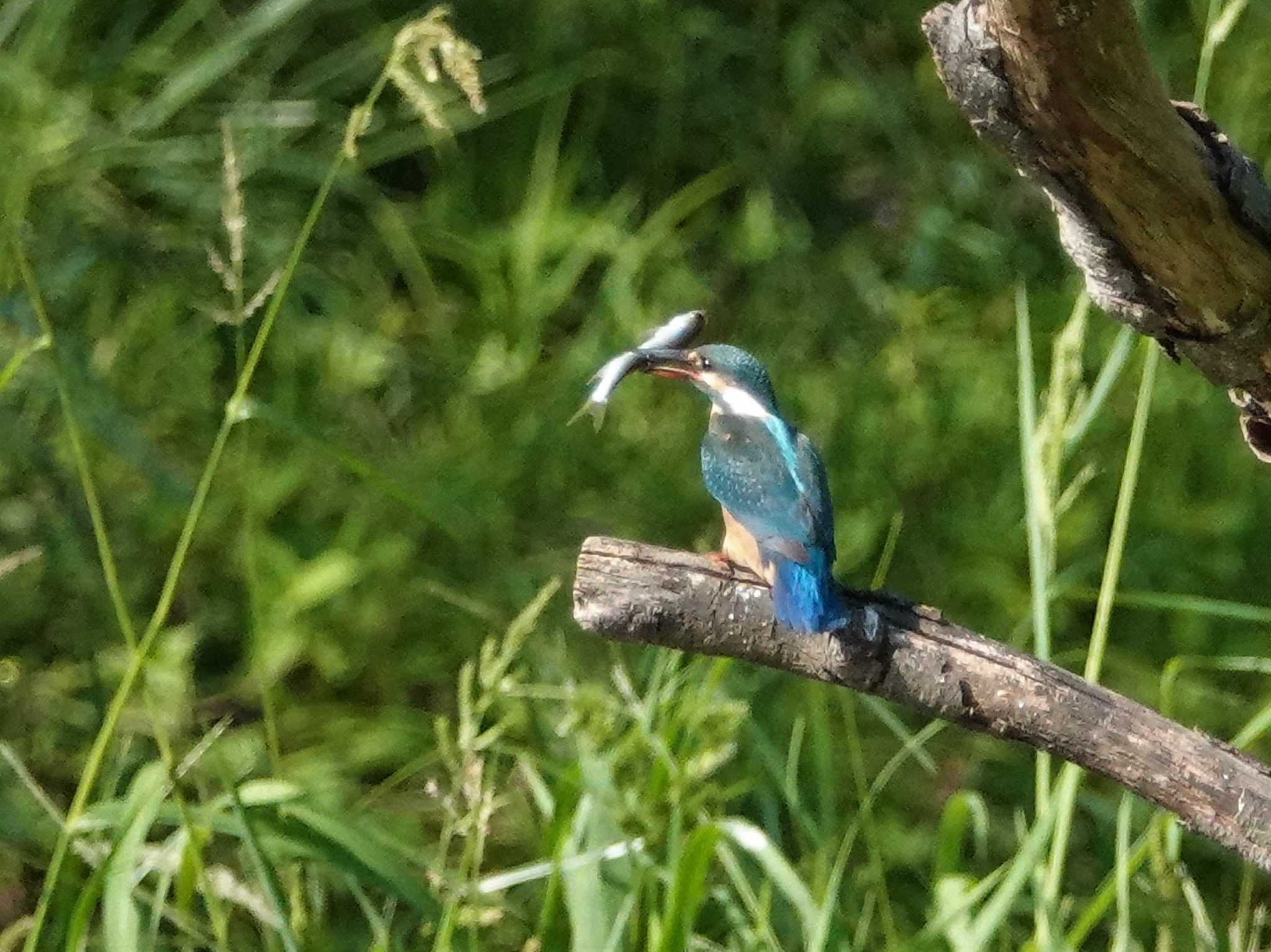 定光寺公園 カワセミの写真 by KazuIson