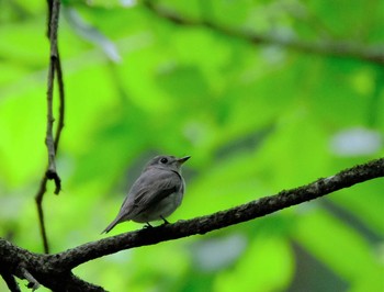 コサメビタキ 八王子城址 2021年5月24日(月)