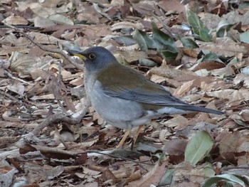 Pale Thrush Shakujii Park Sat, 3/18/2017