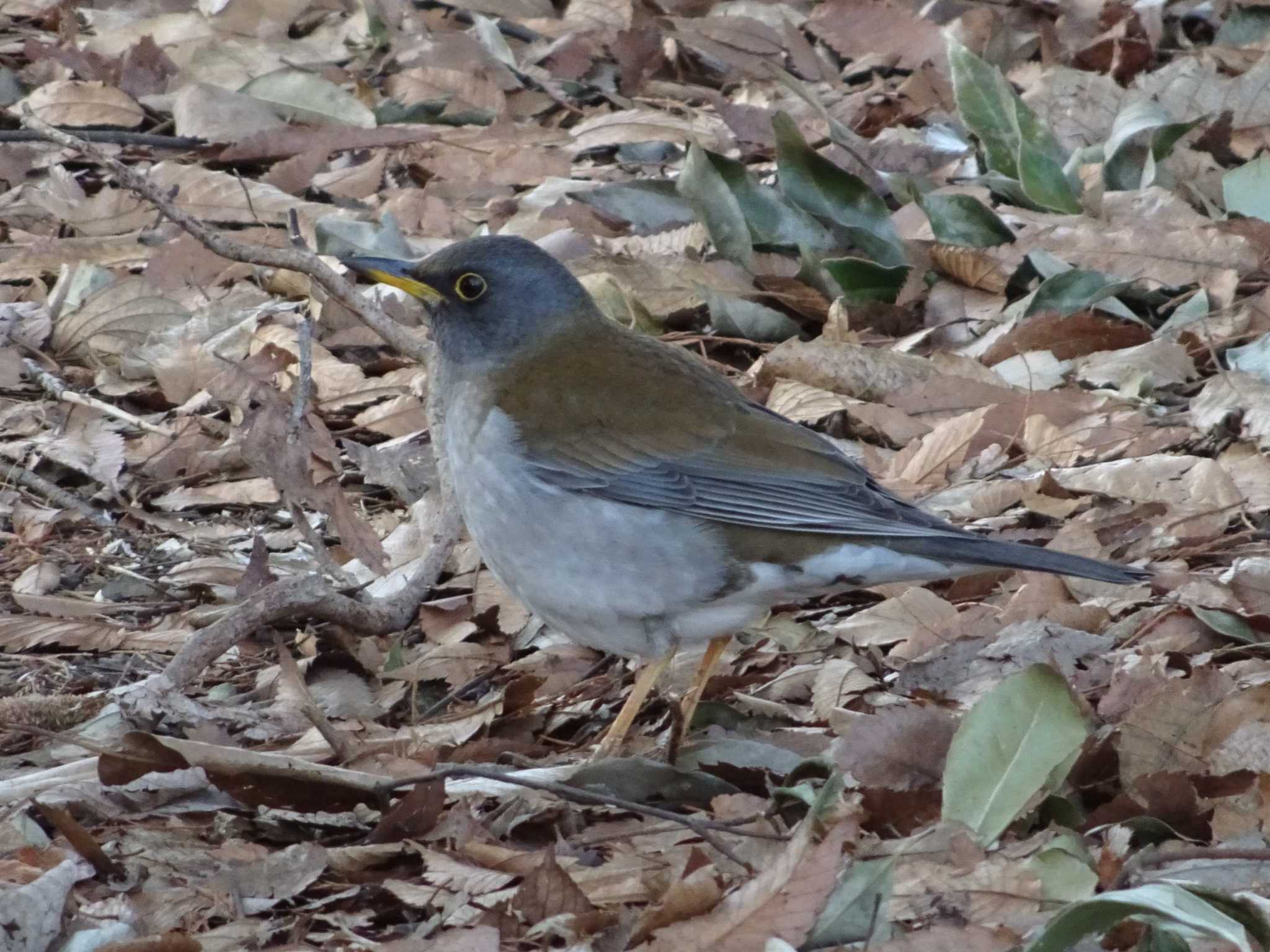 Photo of Pale Thrush at Shakujii Park by アカウント874