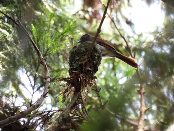 Black Paradise Flycatcher 春日山原始林 Thu, 6/17/2021