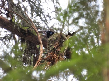 Black Paradise Flycatcher 春日山原始林 Thu, 6/17/2021