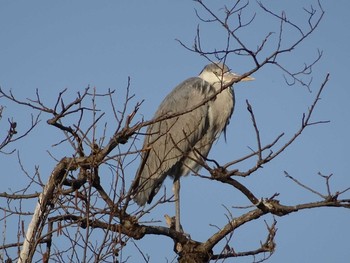 Grey Heron Shakujii Park Sat, 3/18/2017