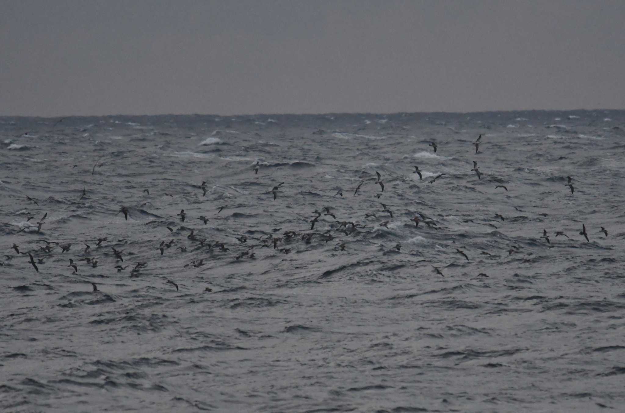 Streaked Shearwater