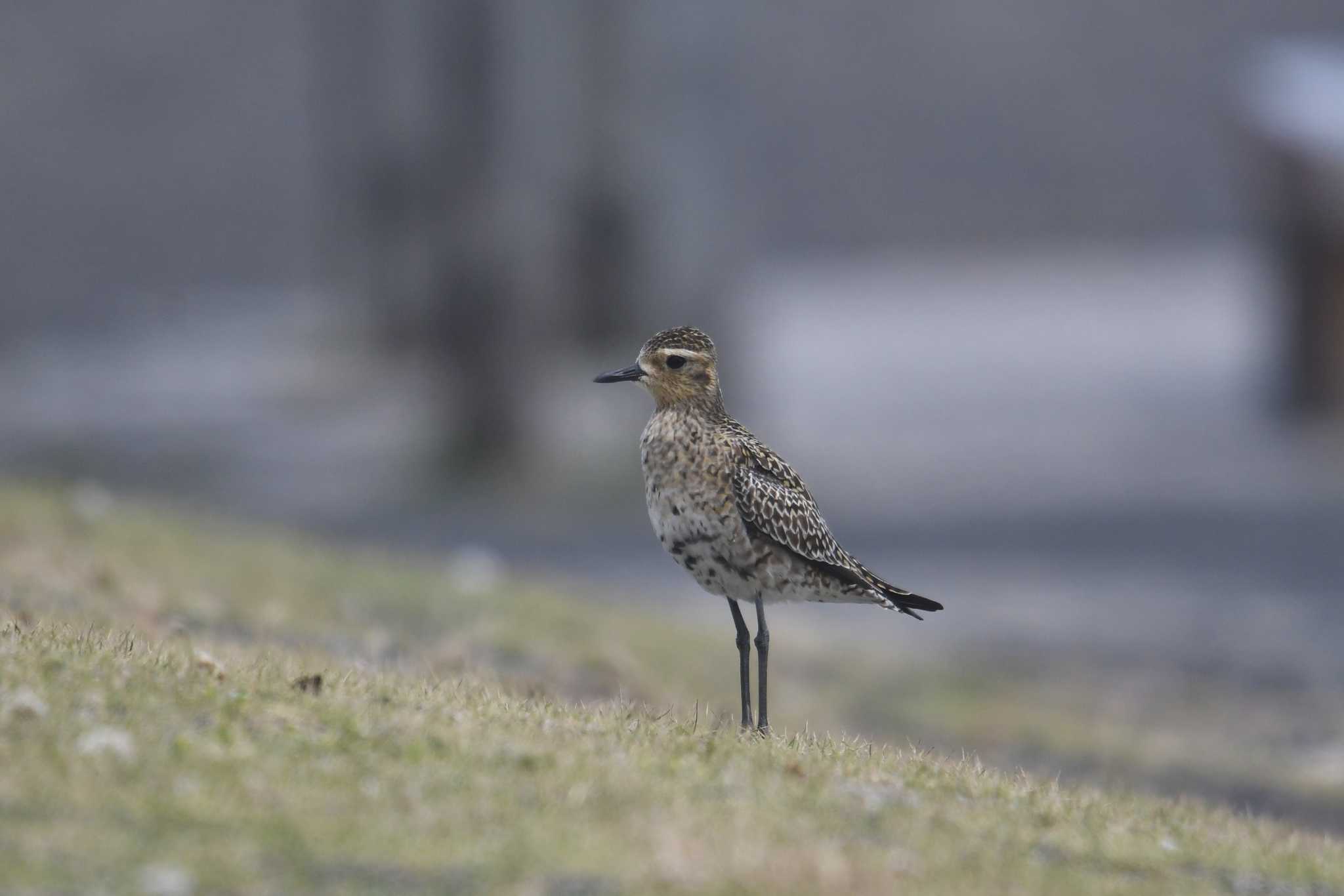 Pacific Golden Plover