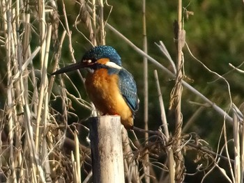 Common Kingfisher Shakujii Park Sat, 3/18/2017