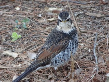 Dusky Thrush Shakujii Park Sat, 3/18/2017