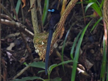 サンコウチョウ 八王子城址 2021年6月14日(月)