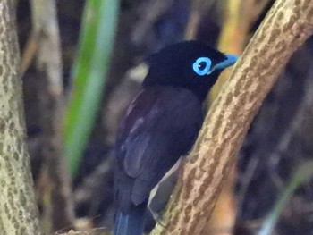 サンコウチョウ 八王子城址 2021年6月14日(月)