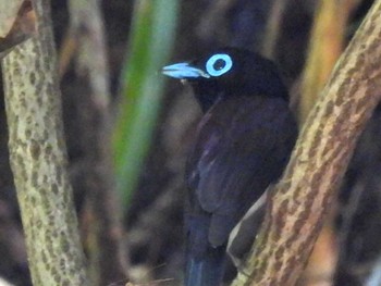 サンコウチョウ 八王子城址 2021年6月14日(月)