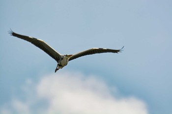 アオサギ 豊橋総合スポーツ公園 2021年5月29日(土)