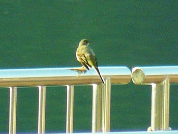 2021年6月9日(水)  桃源台の野鳥観察記録