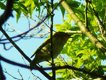 2021年6月9日(水) 箱根ビジターセンターの野鳥観察記録