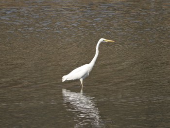 ダイサギ 北本自然観察公園 2017年3月19日(日)